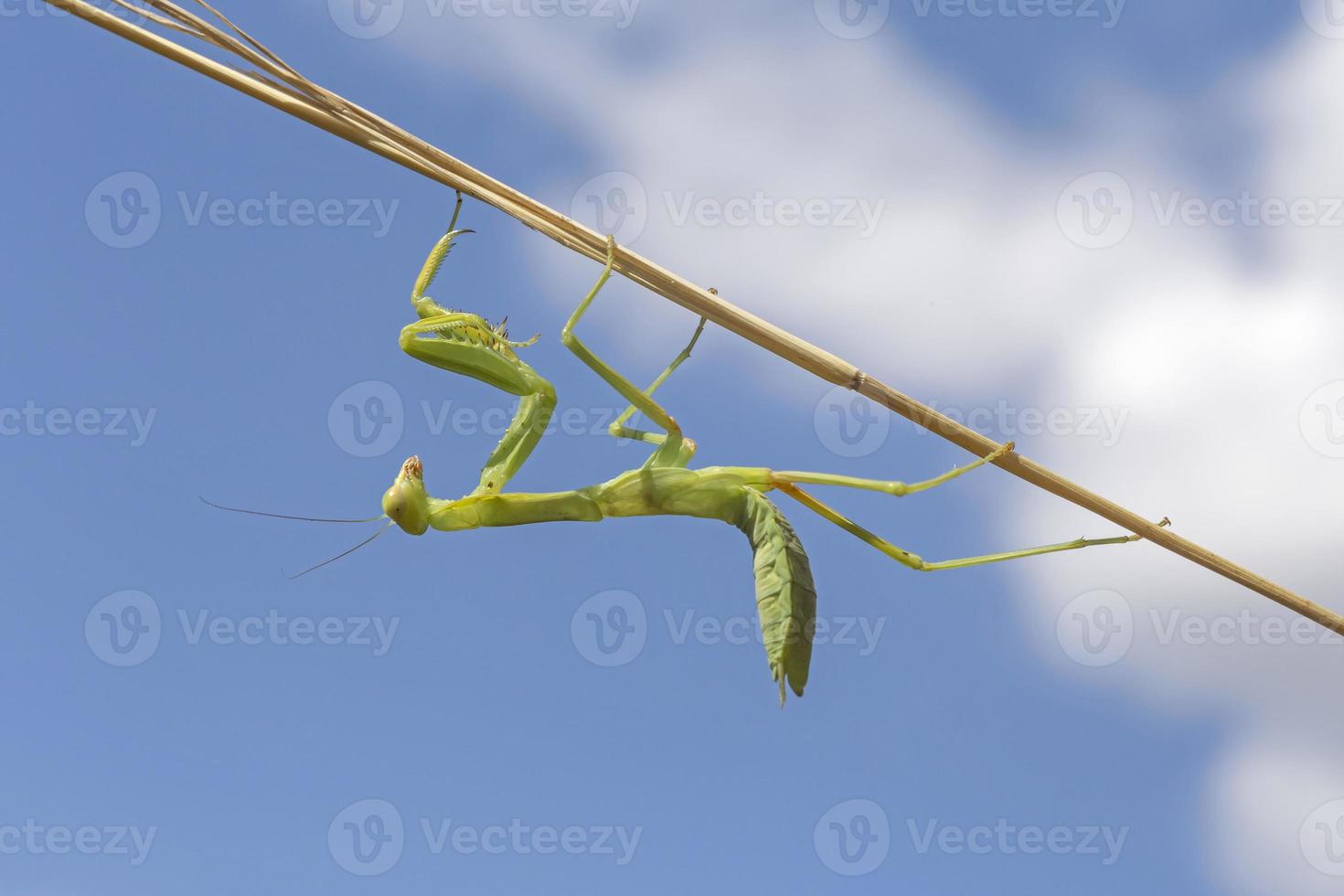 cerca arriba de mantis sentado al revés abajo en vástago foto