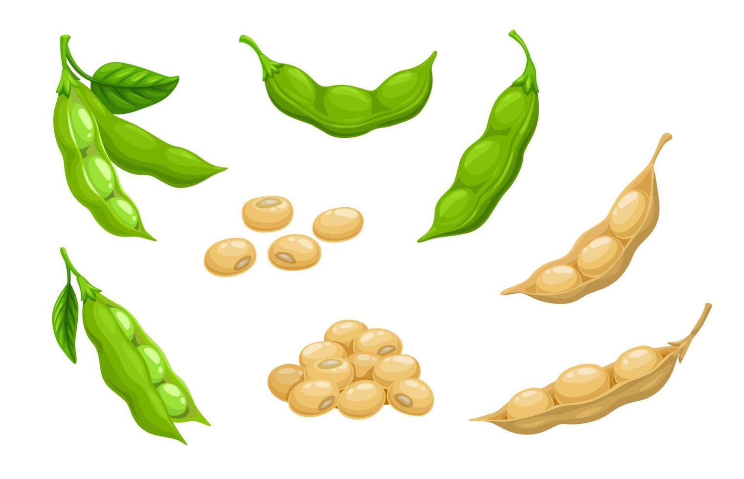 Raw soy, soybeans pods isolated vector set, crop