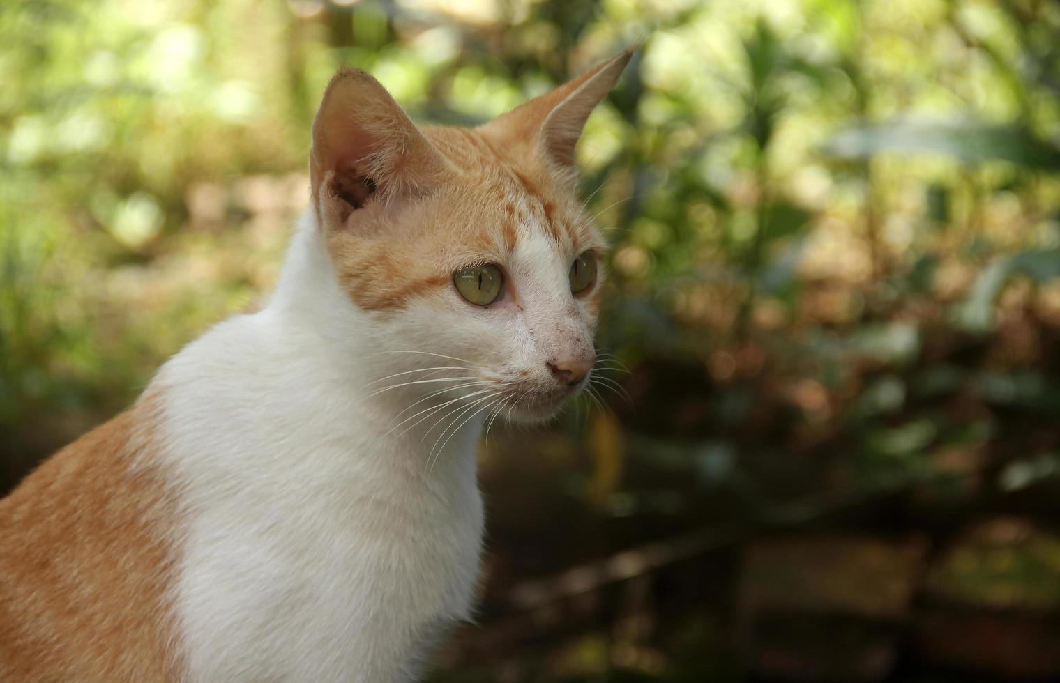 Orange or ginger stray wild cat isolated on landscape shaped template background. Cute kucing oren in Indonesia from front view. photo