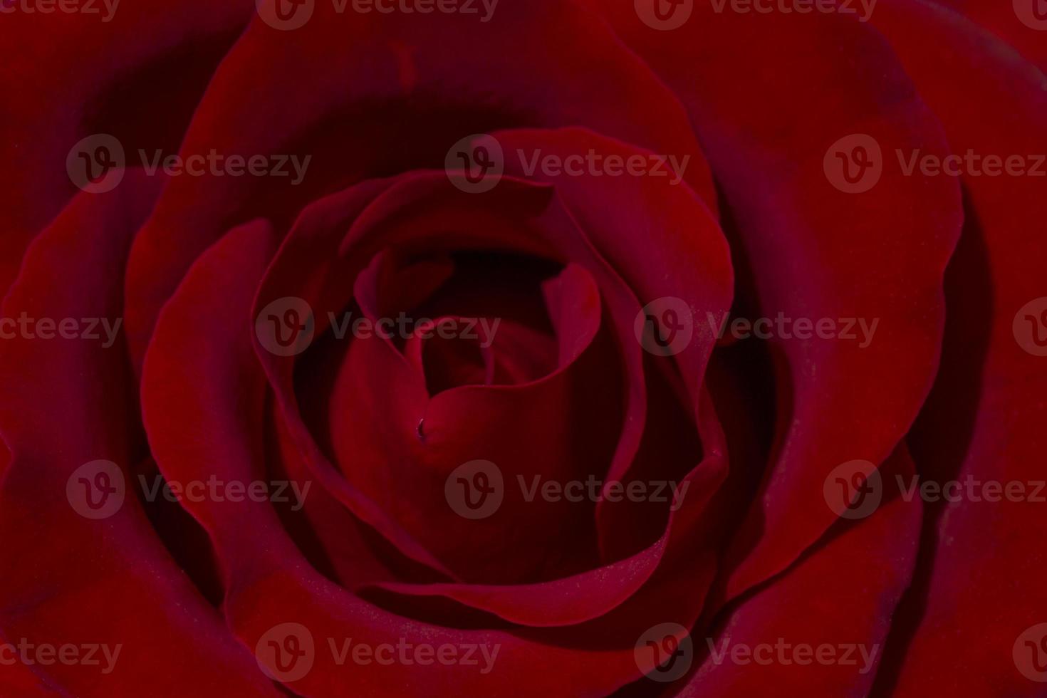 close up of red rose flower photo
