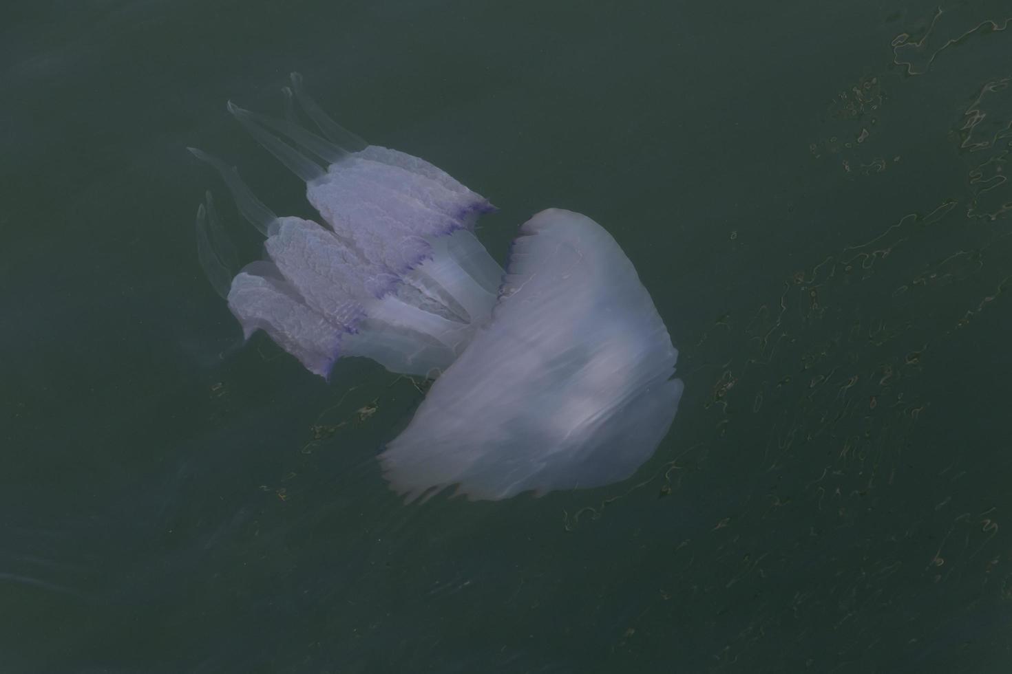 close up of jellyfish swimming in sea photo