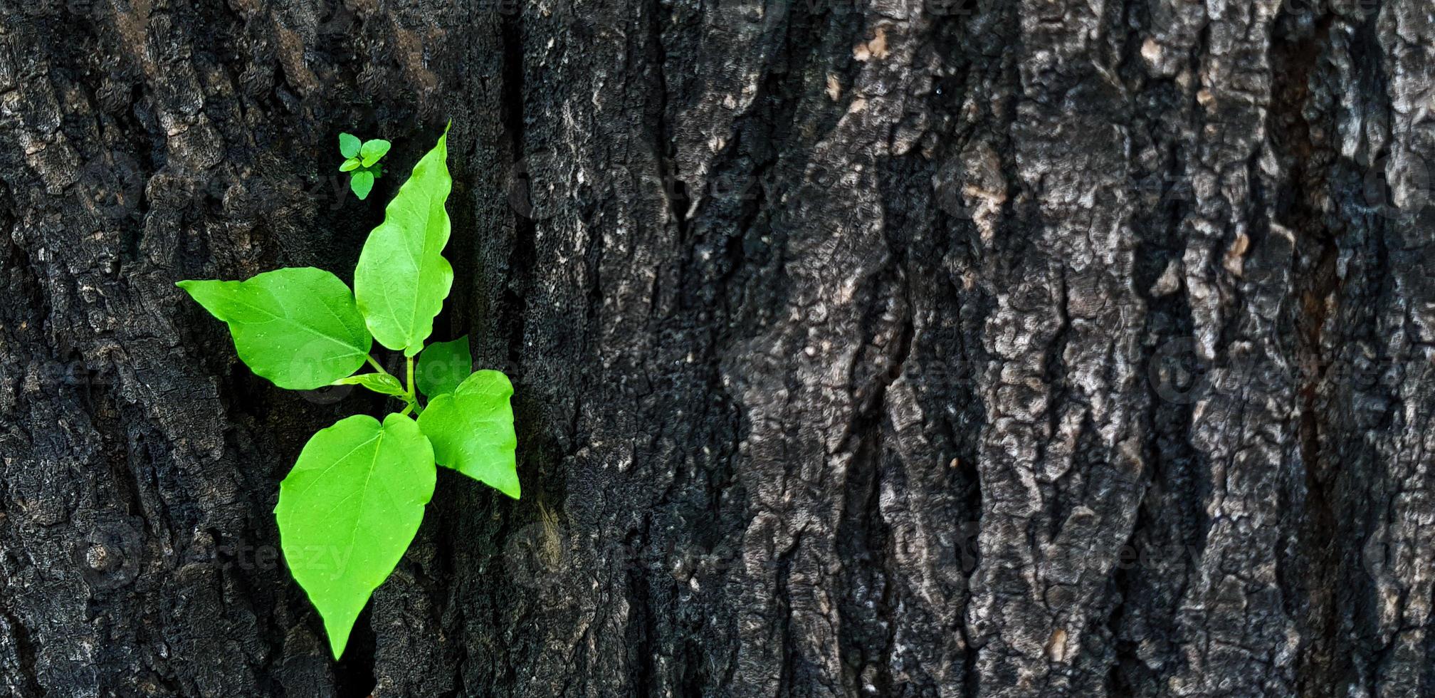 New green leaves germinated from the trunk or black bark of the tree with copy space. Newly born life. Beauty of nature and Natural wallpaper and macro picture concept. photo