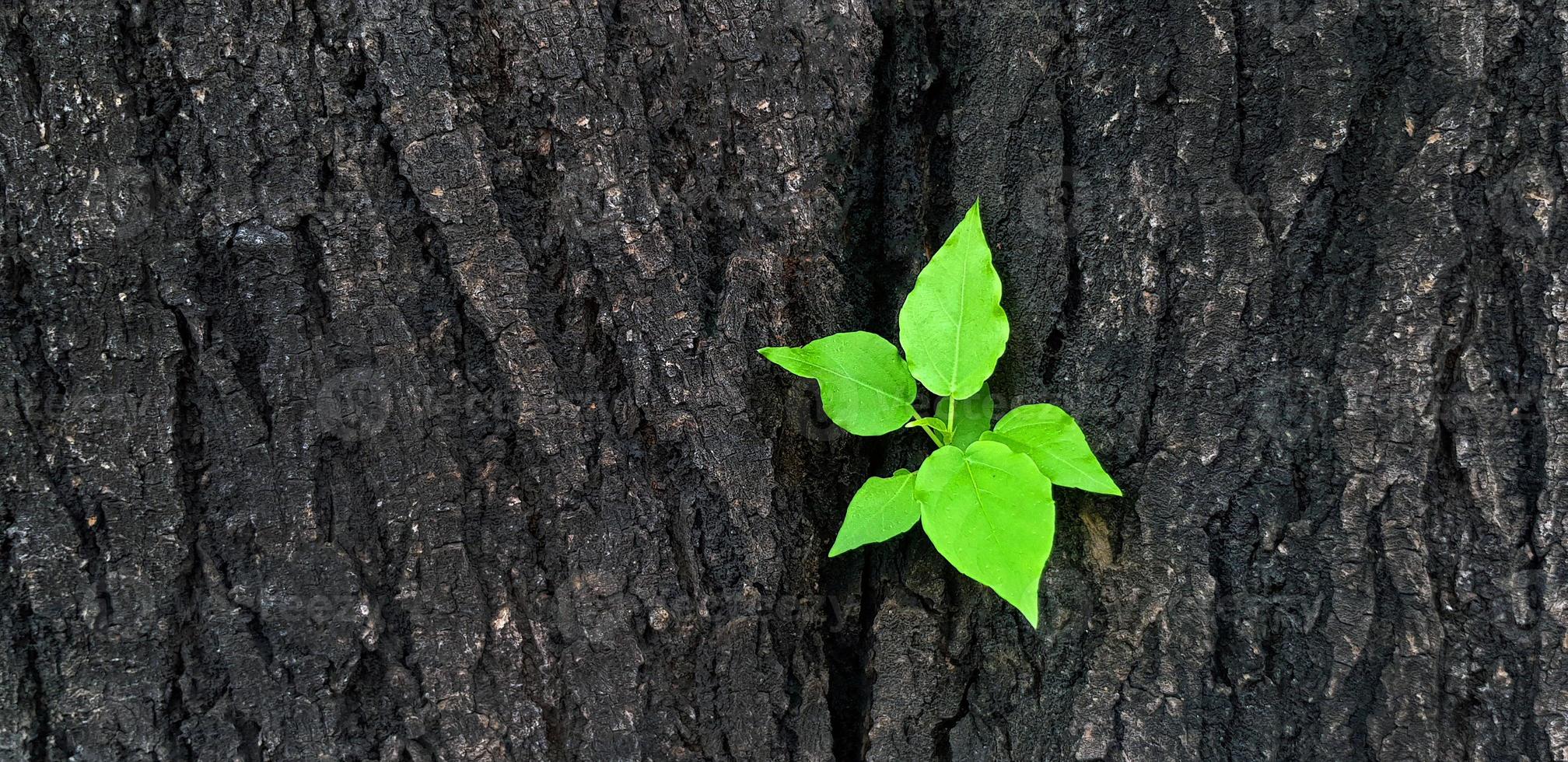 Close up new green leaves, sprouting from the intersection of the trunk or the black bark of the tree with a copy area. Newly born life Natural beauty and natural wallpaper and macro concept. photo