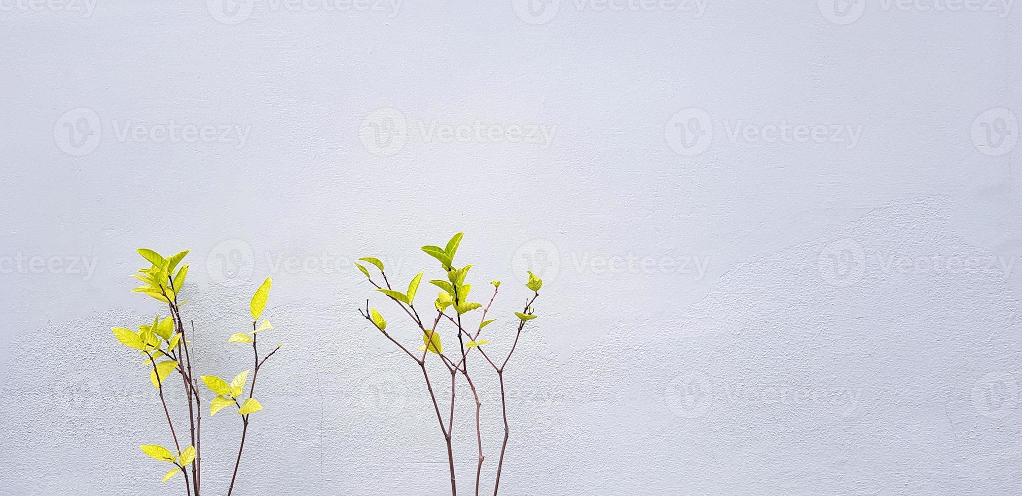 Branch of Mok tree with green leaves isolated on gray wall background with copy space. Beauty of Nature  and plant concept. Scientific Name of Flower is Wrightia religiosa. photo