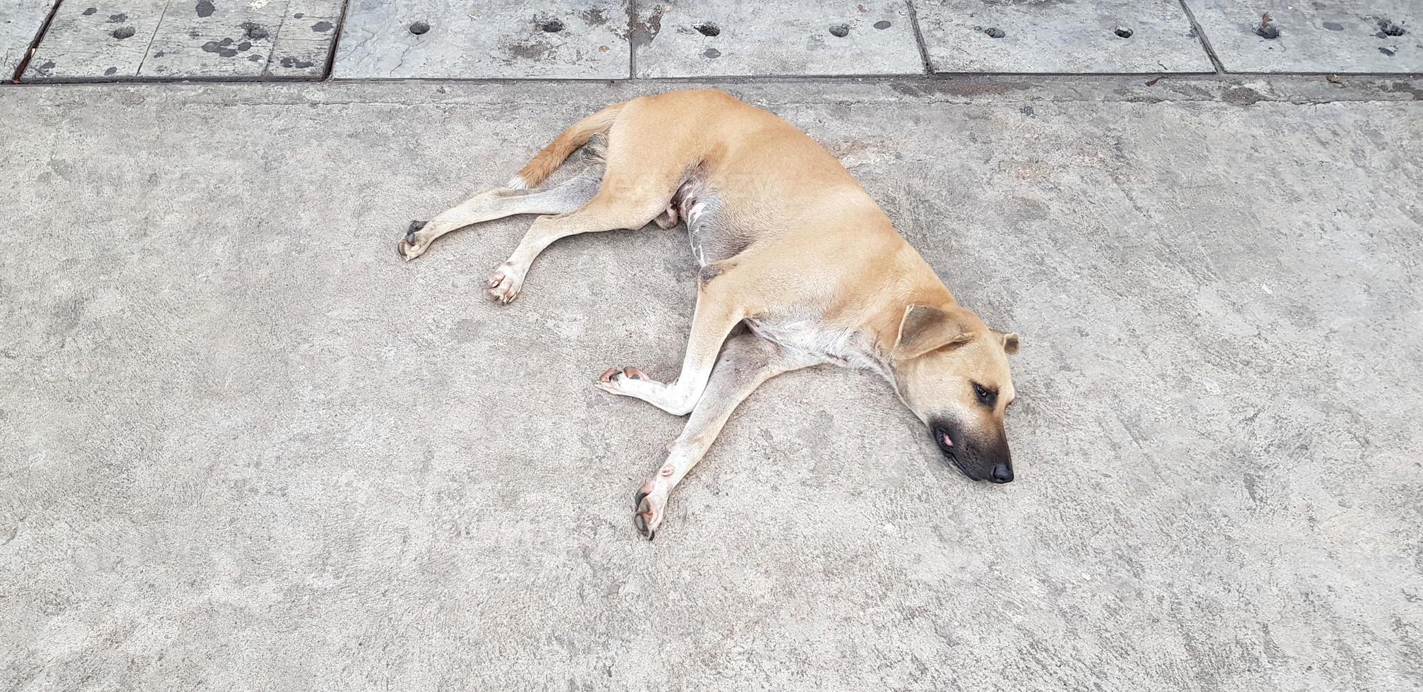 Brown or yellow dog sleeping and lying down on cement floor or street with copy space. Animal, Wild life and Take a rest concept photo