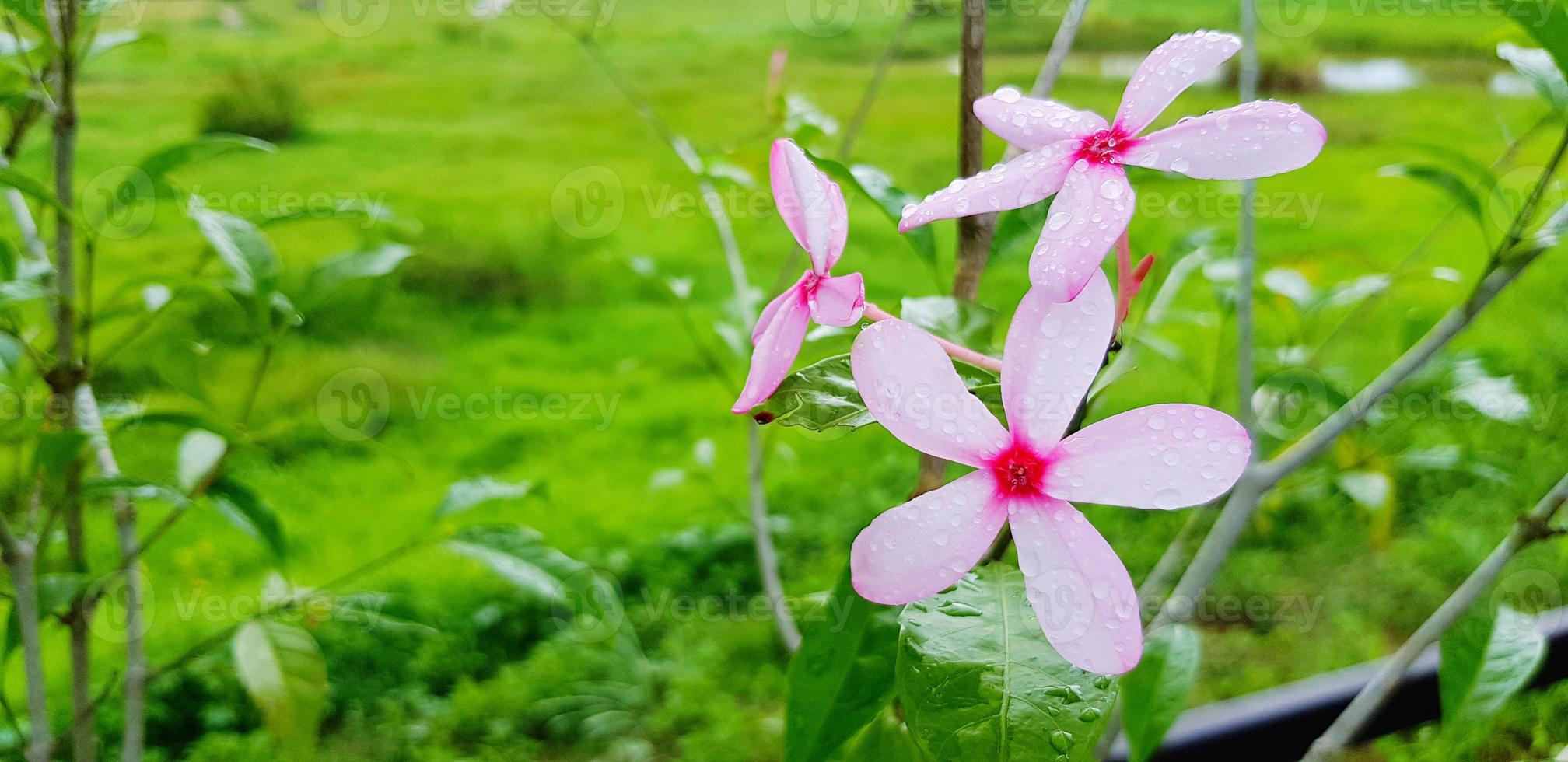 Beautiful pink flower with raindrop or water drop, green leaves and field background with copy space. Beauty of Nature, Natural wallpaper, Fresh and Growth concept photo