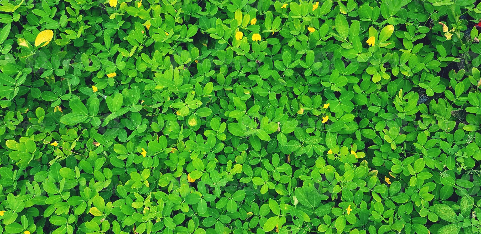 Freshness small green leaves and yellow flower for background in garden park. Natural wallpaper, Beauty of Nature and Fresh floral or leaf concept photo