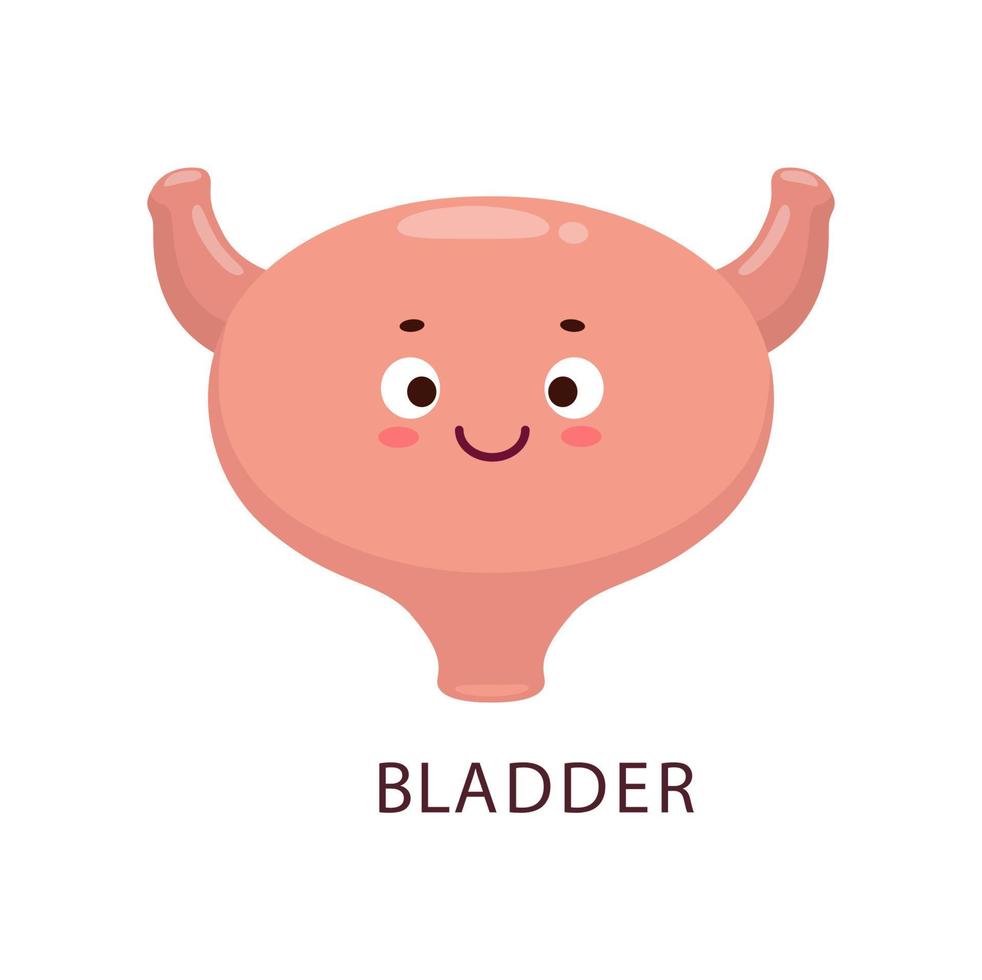 Cartoon bladder, human body organ character vector