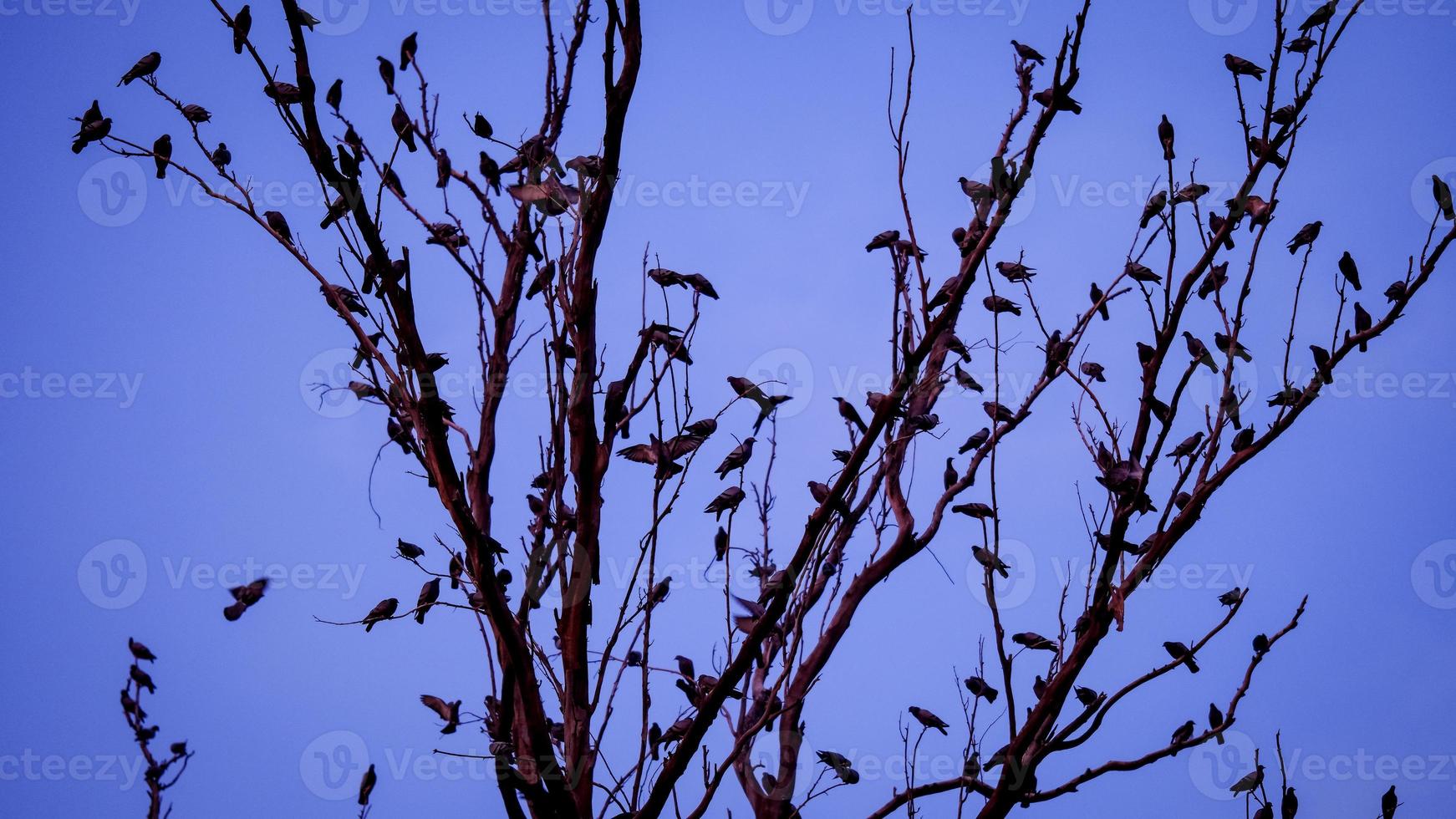 A crow of pigeons and crows on a tree branch photo