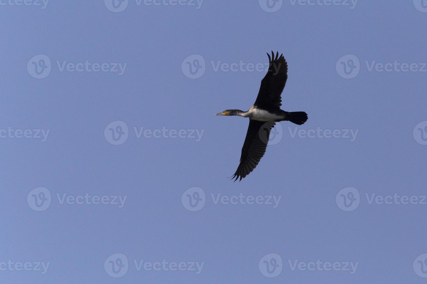 great cormorant flying in a blue sky photo