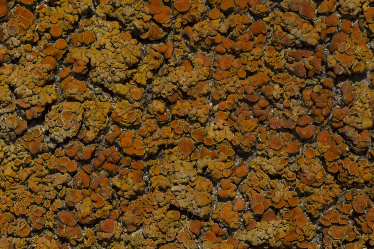 close up of orange sea lichen photo