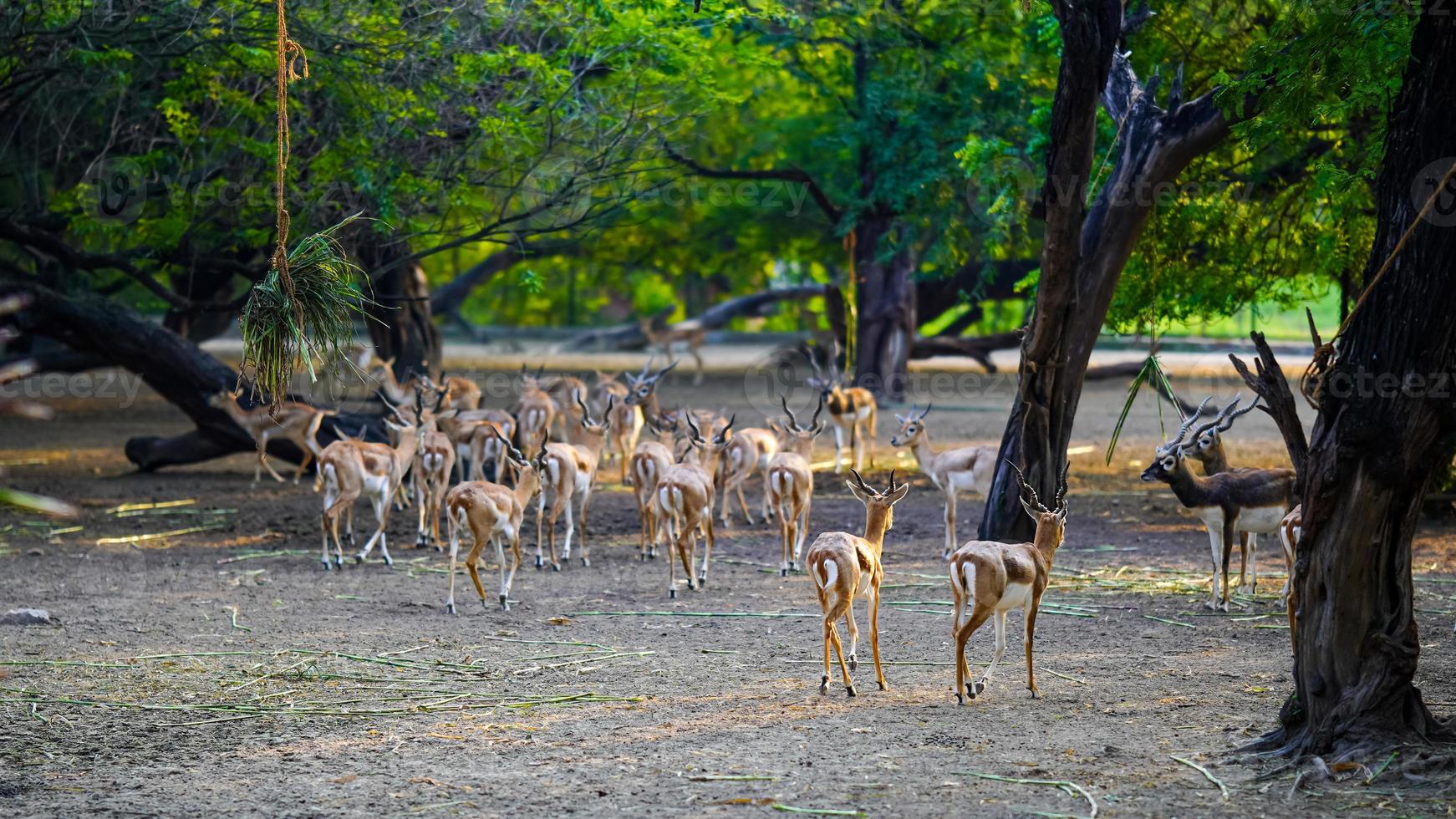 Selective focus deer together in the park photo