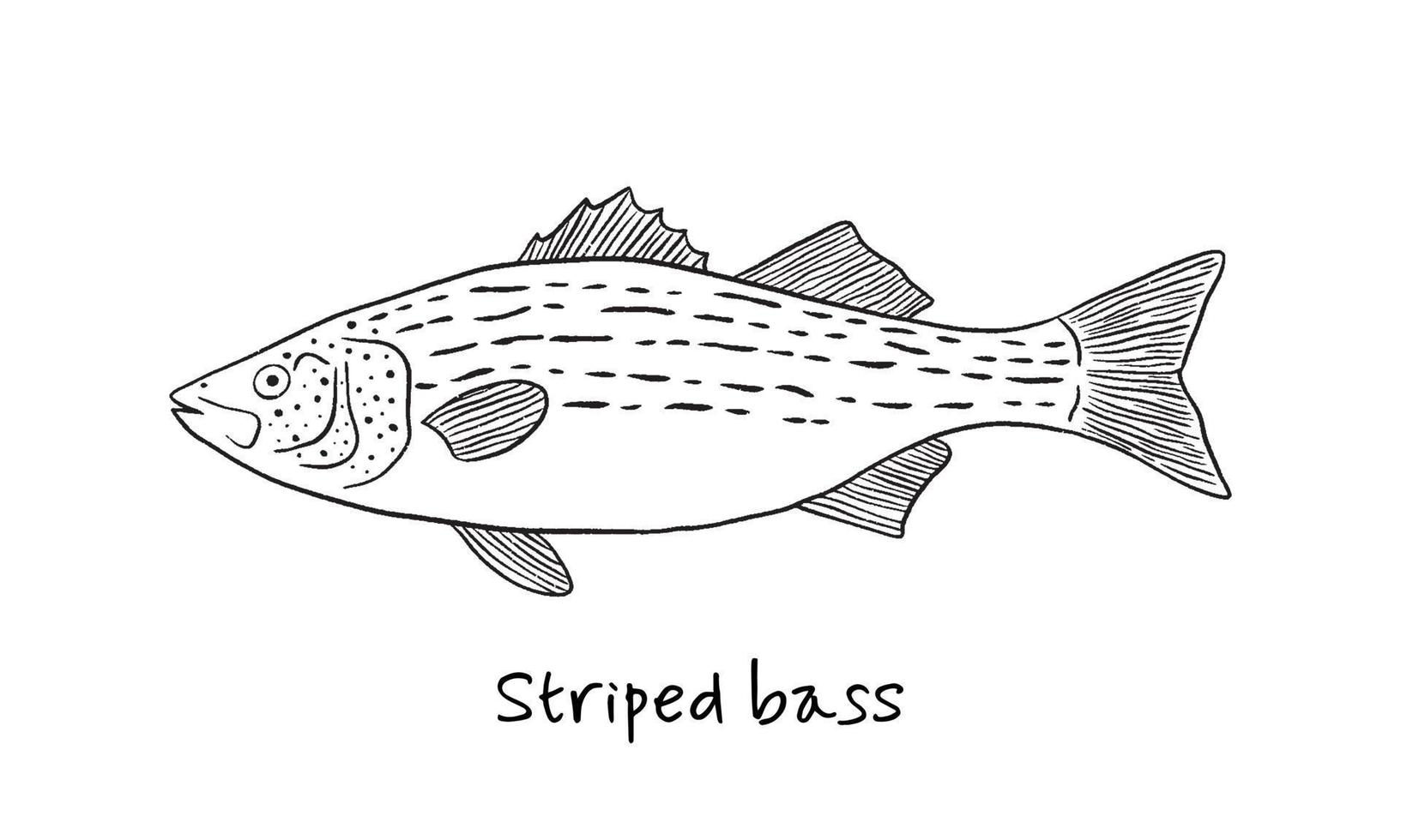 Hand drawn stripped bass fish in sketch style. Simple vector isolated illustration on white background