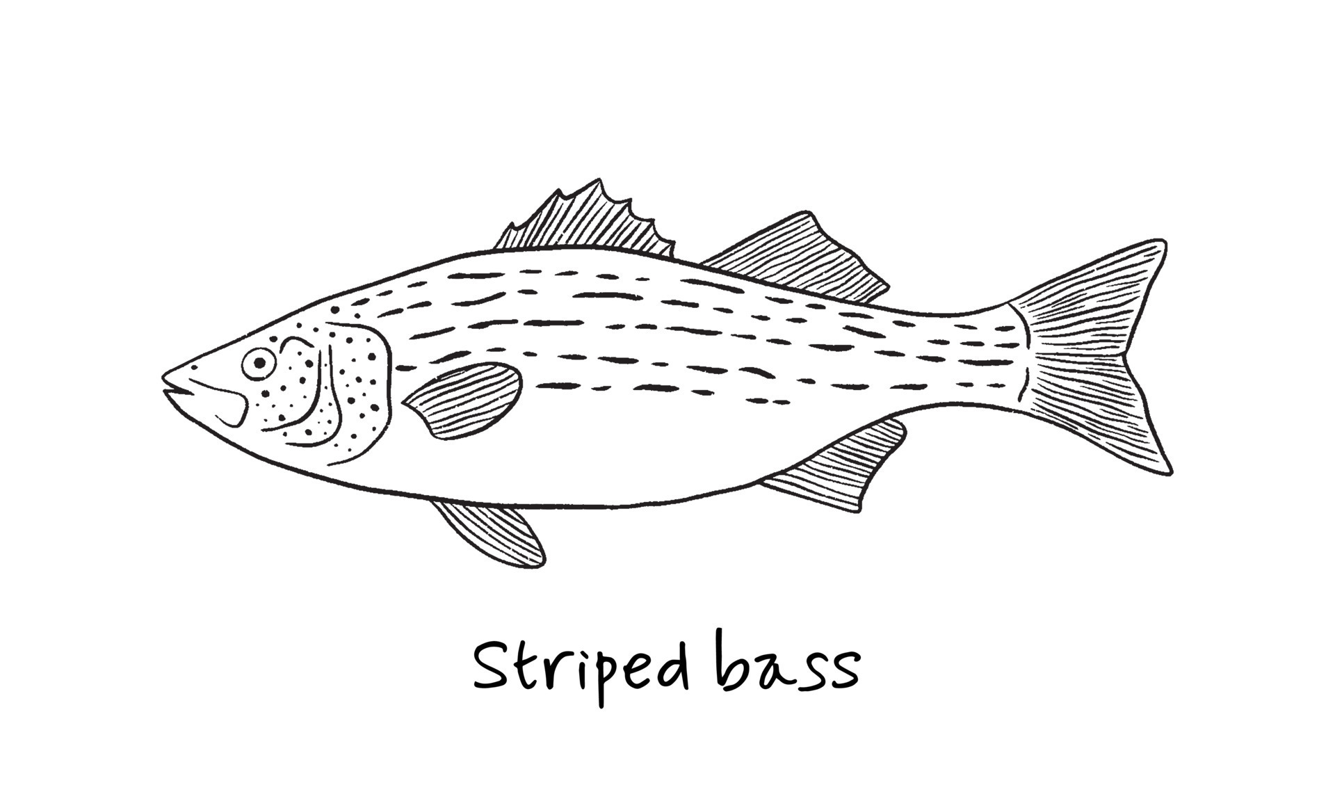 Hand drawn stripped bass fish in sketch style. Simple vector