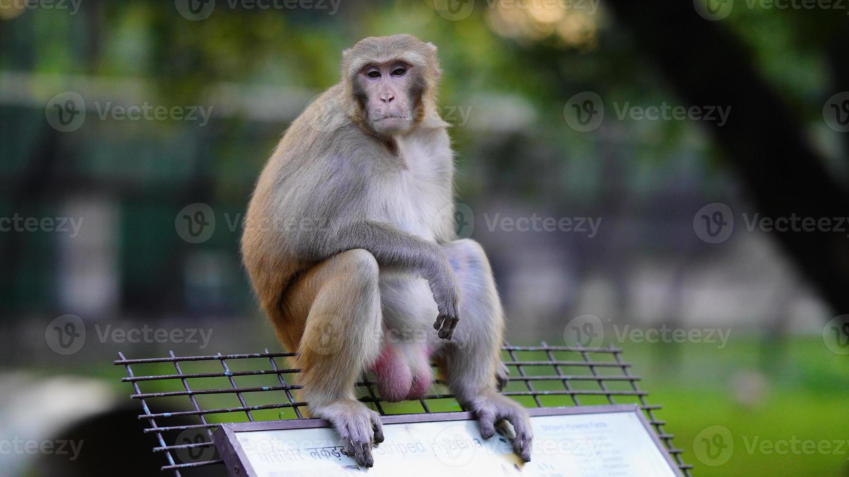 sad little monkey is sitting in the park photo
