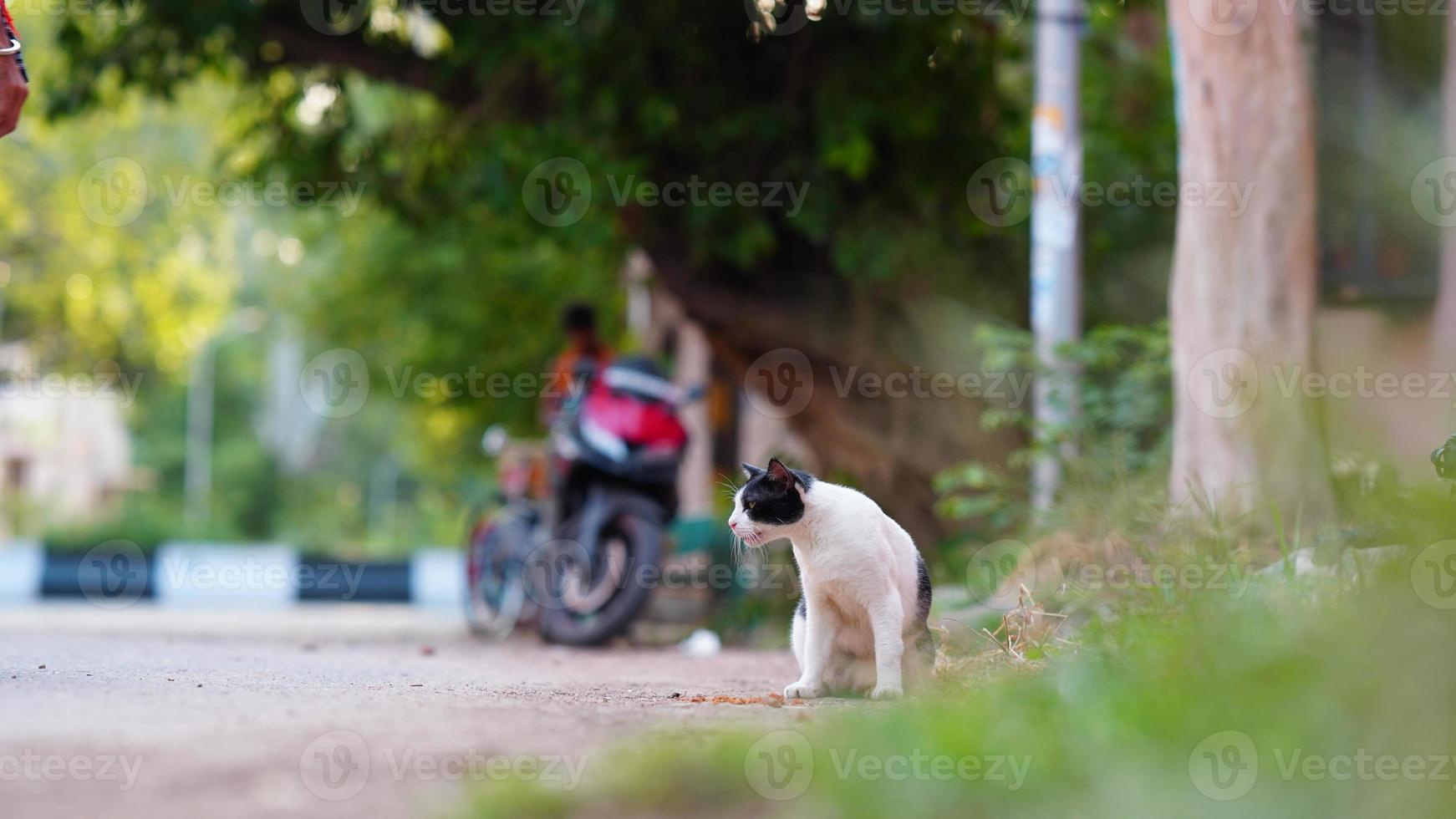 a cute cat sitting on the side of the road photo