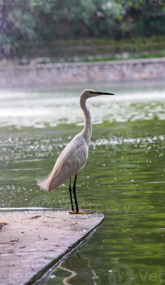 un blanco garceta en pie por el agua borde foto