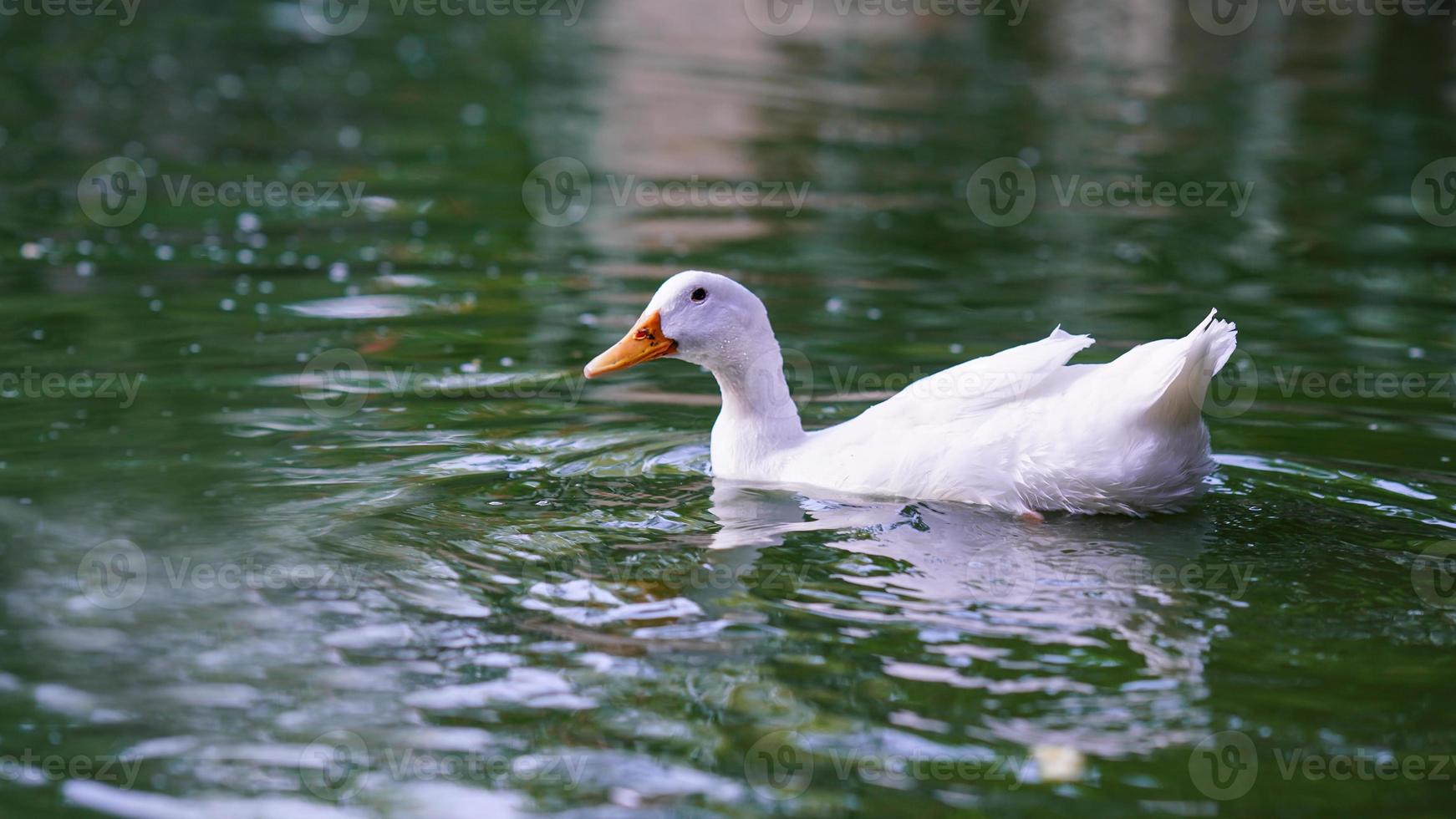 cute white duck in water photo