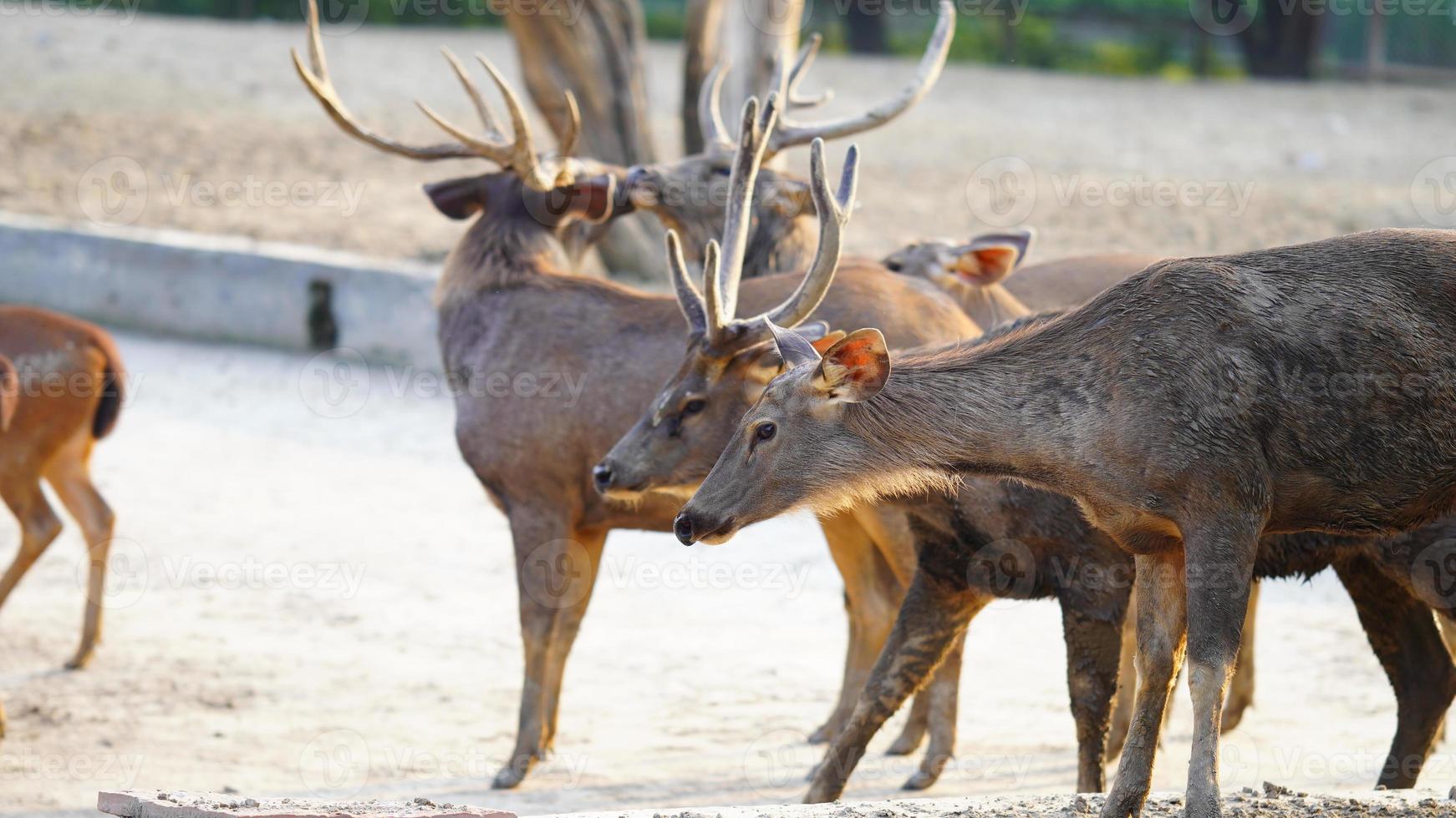 sambhar ciervo rebaño juntos en el parque foto