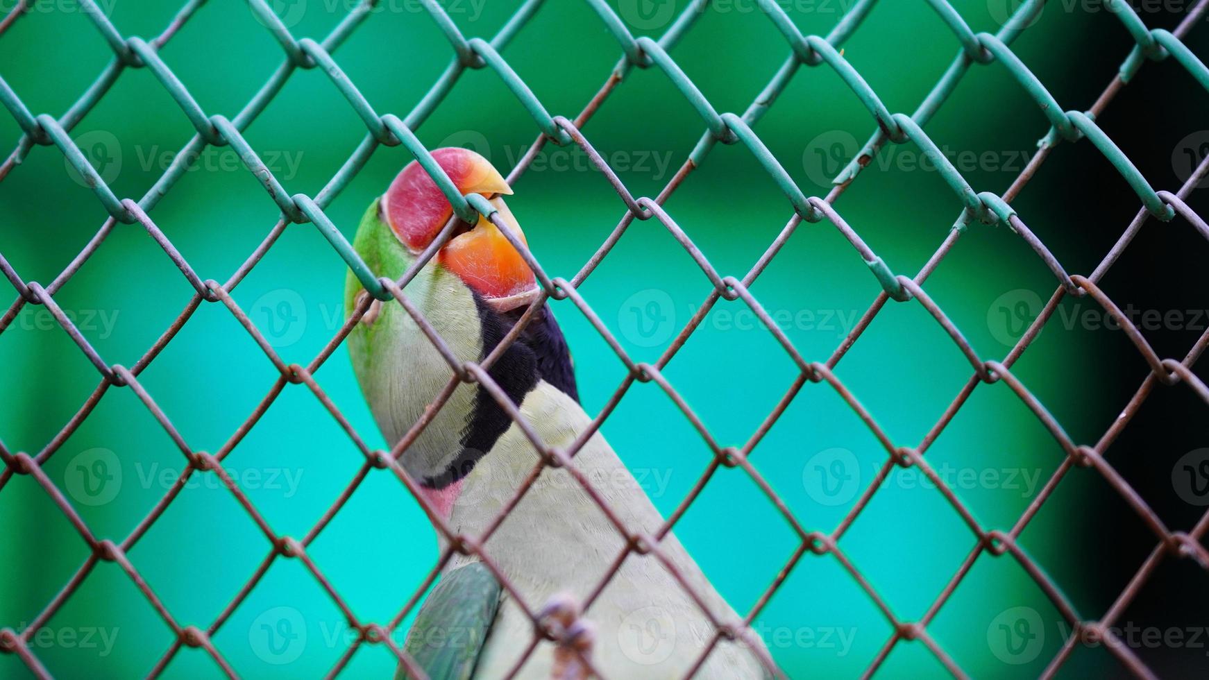 concepto imagen de loro Seleccione atención foto