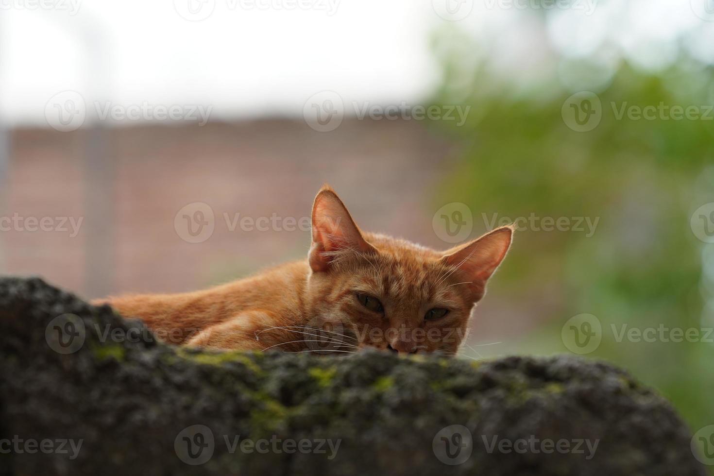 cute cat's eye looking at the camera photo