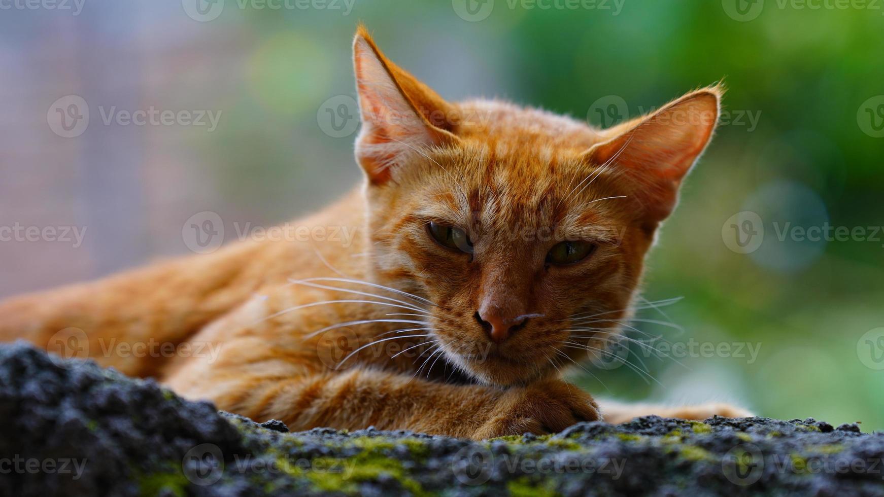 Selected face of a small brown cat photo
