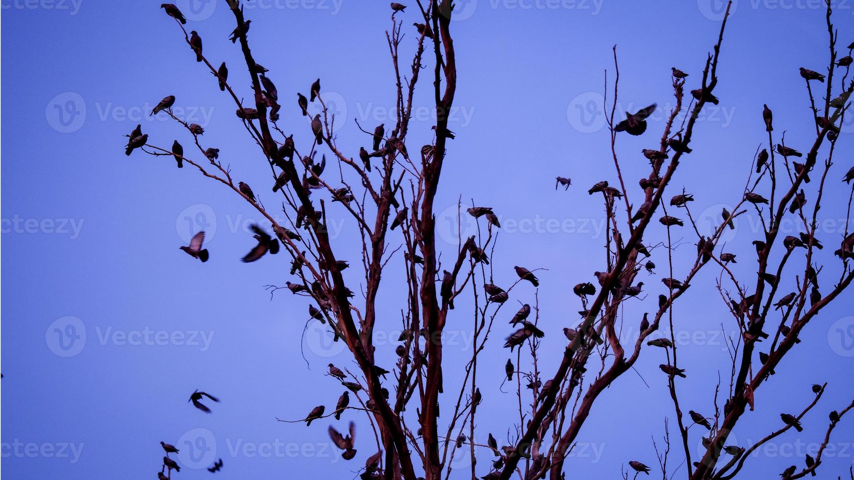 A crow of pigeons and crows on a tree branch photo