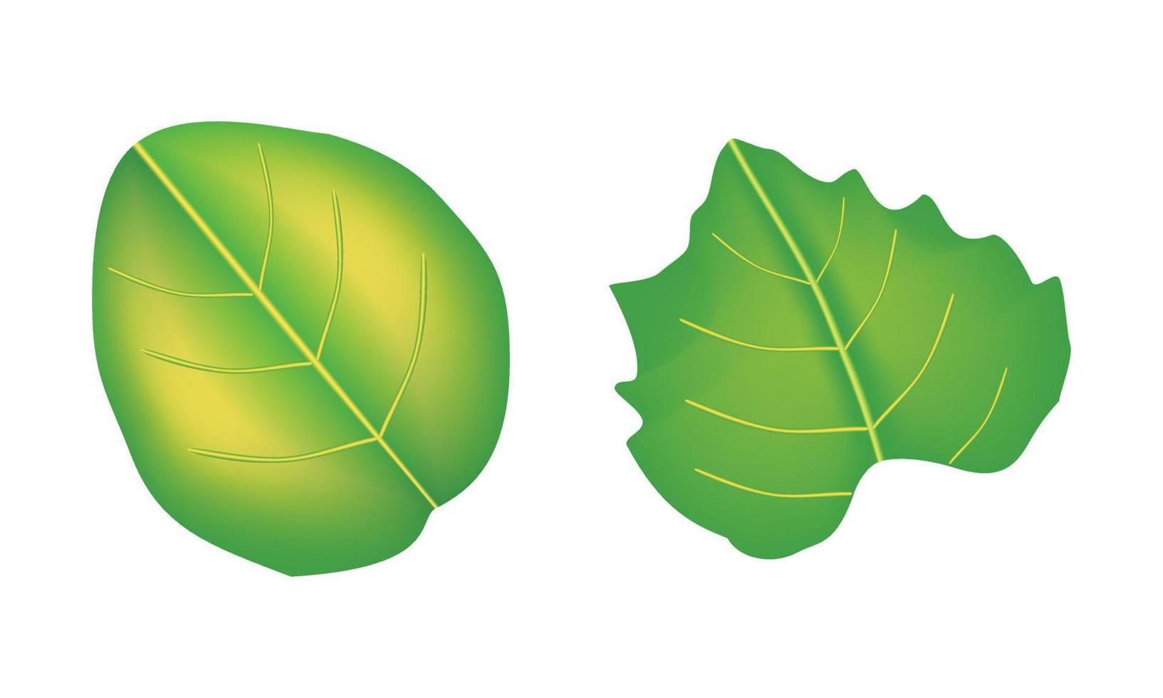 Yellow vein green leaf for your nature decoration icon vector