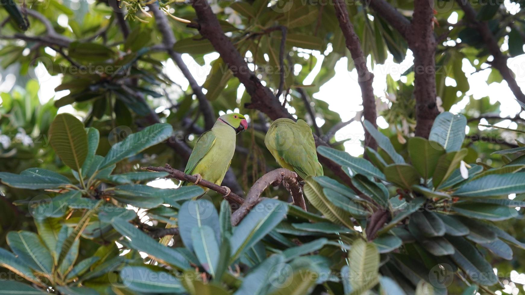 dos loros amor cada otro en árbol foto