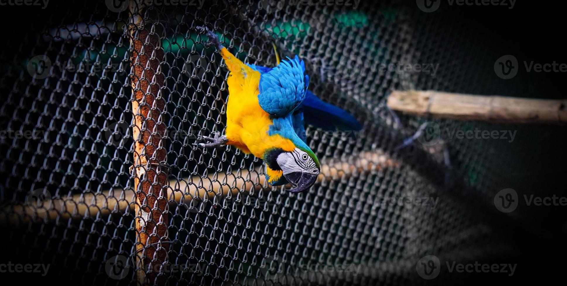 The blue-and-yellow macaw in stylish pose photo