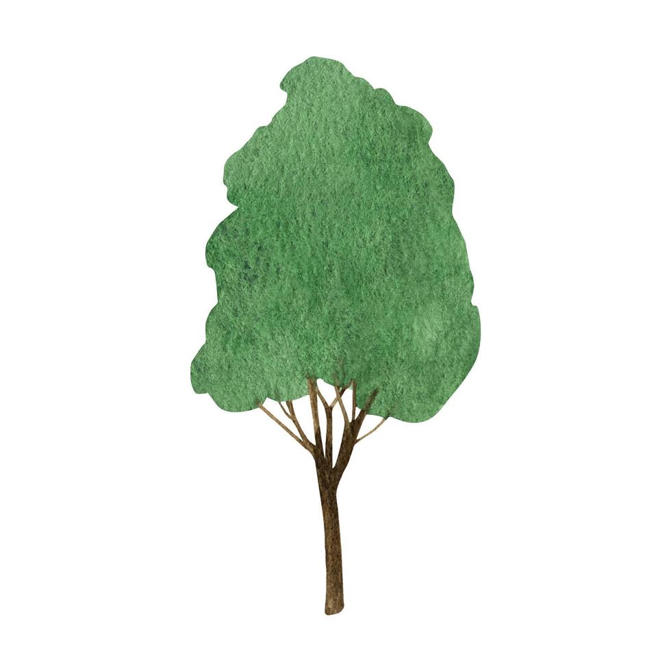 Hand drawn watercolor forest deciduous tree clipart vector