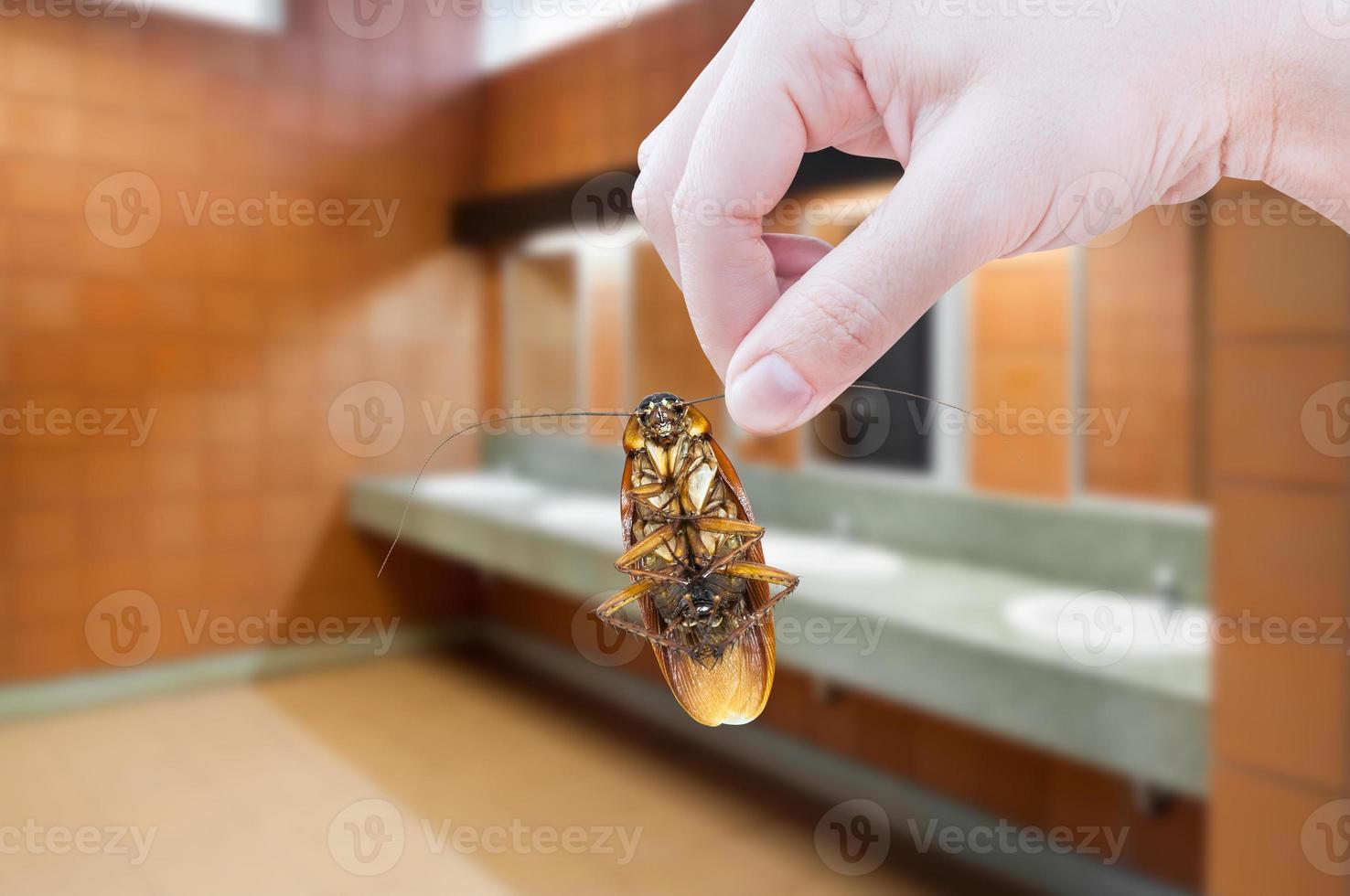 Hand holding cockroach on toilet background, eliminate cockroach in toilet photo