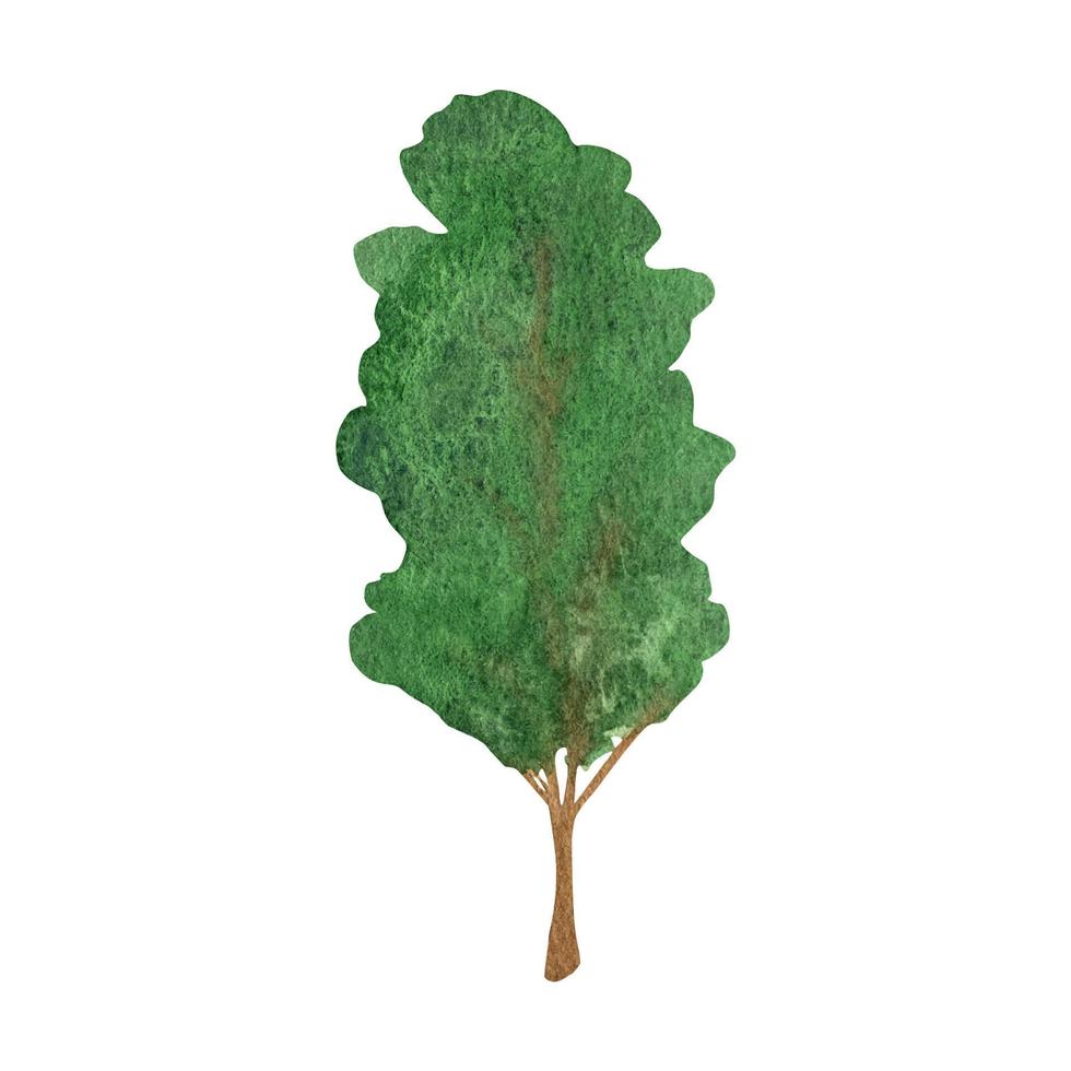 mano dibujado acuarela bosque caduco árbol clipart vector