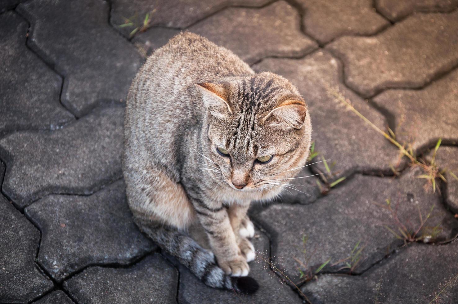 Sleepy tabby cat  on the wall ,brown Cute cat, cat lying, playful cat relaxing vacation, vertical format, cat top view selective focus photo