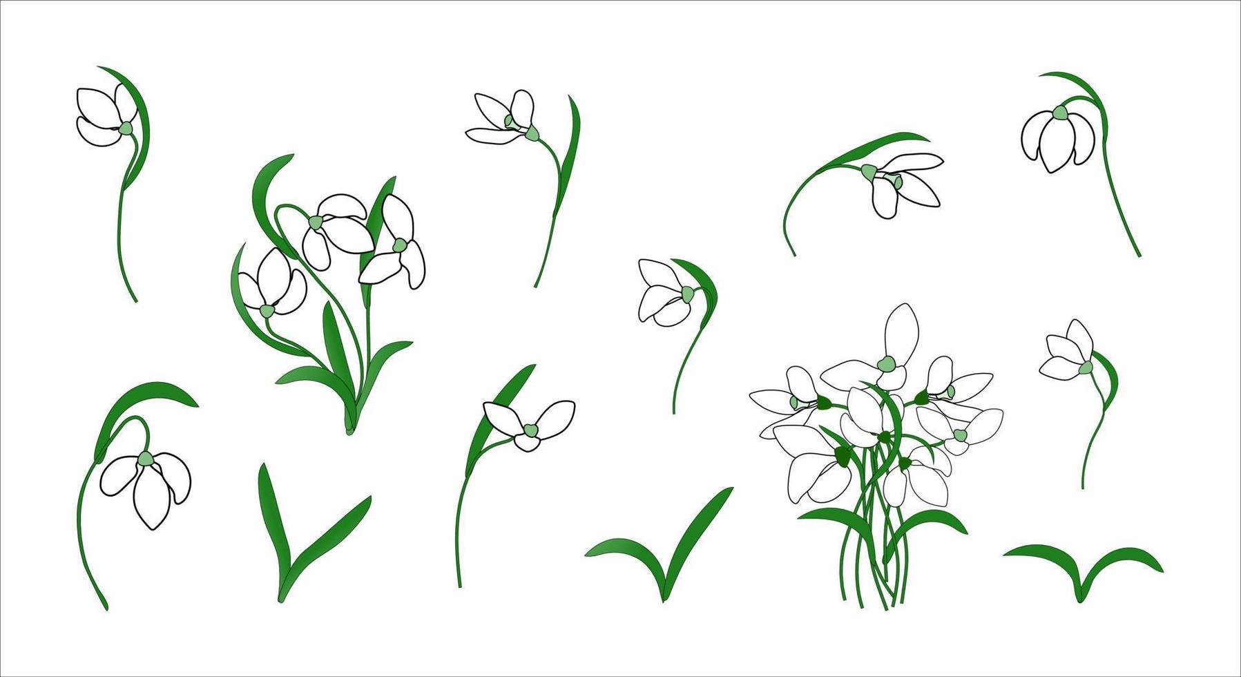 Set snowdrops. Vector illustration. First flowers. Several flowers, leaves in different positions.