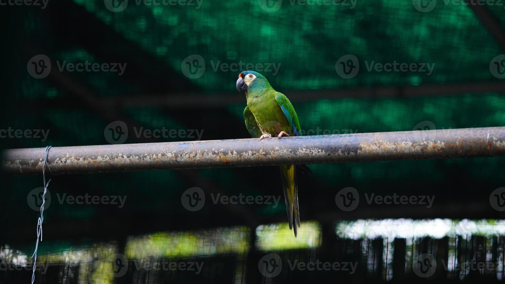 cute green parrot sitting on the road photo