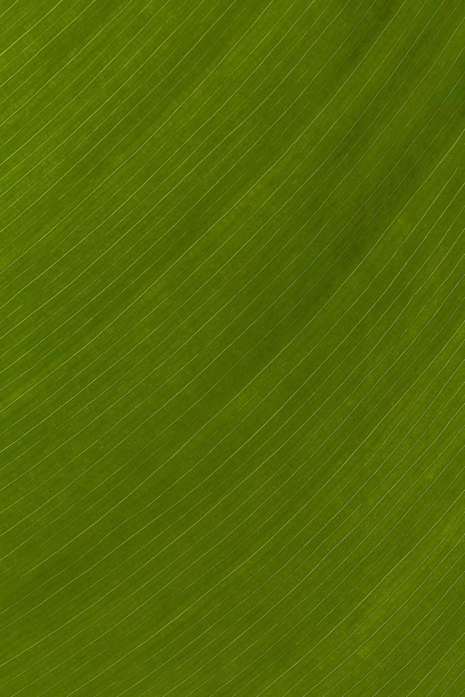 close up of green leaf texture photo