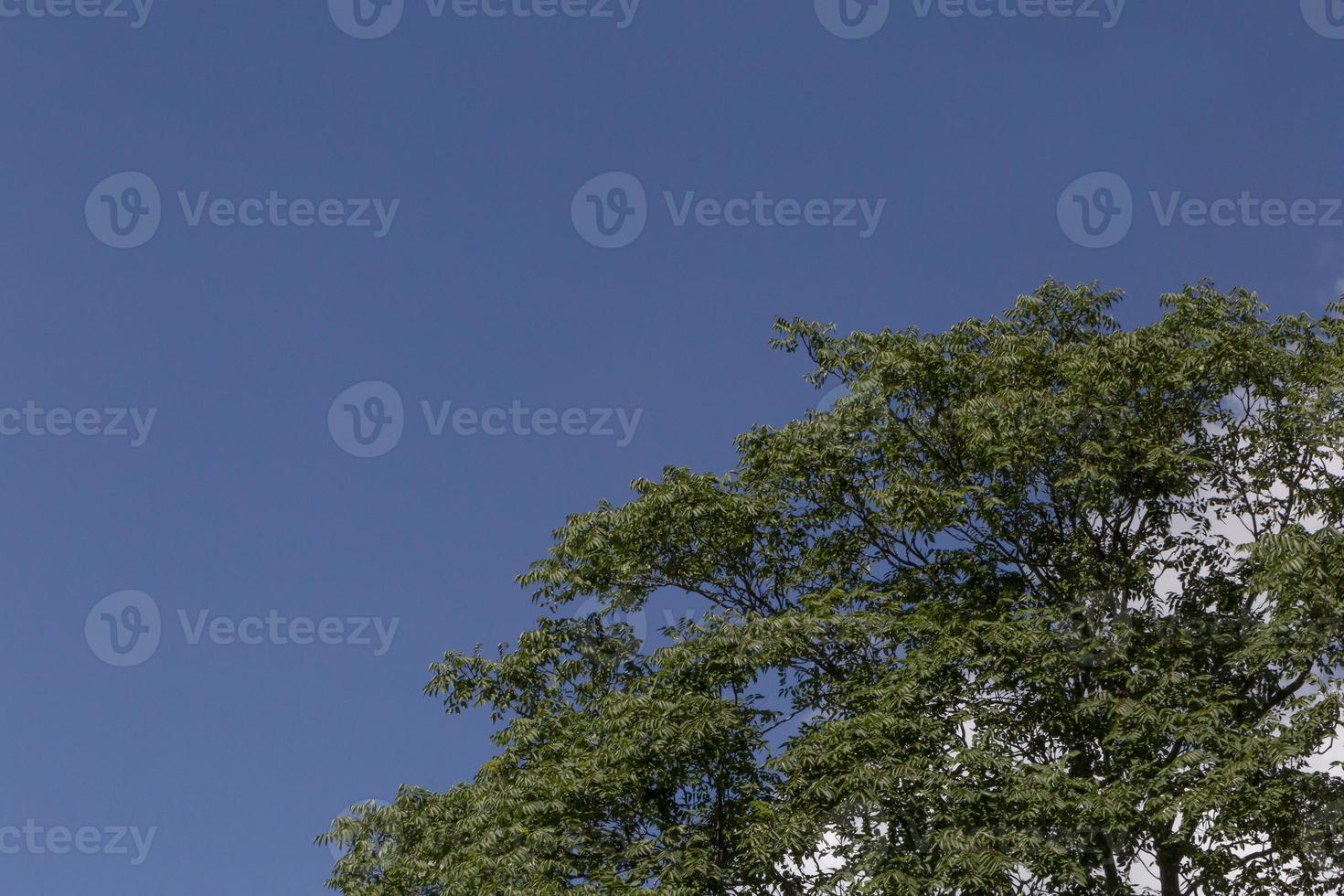 top of tree against blue sky and cloud photo