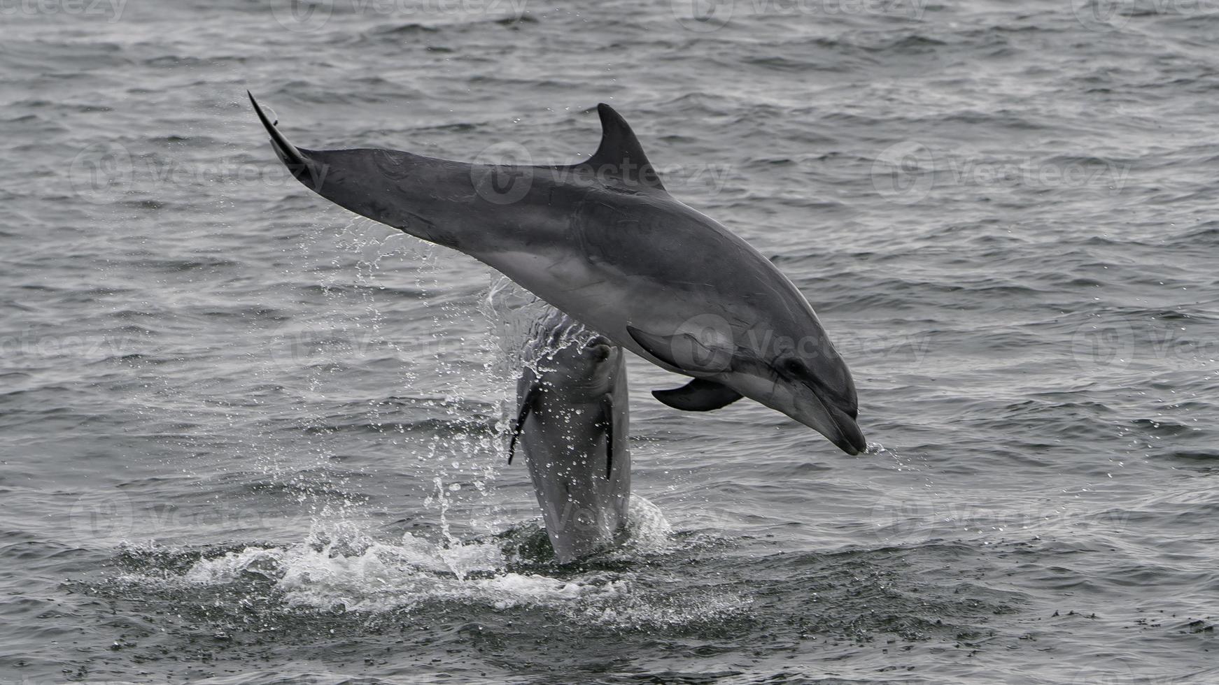 Two Dolphins Jump Out Of The Water Off The Shores Of Namibia 21631864 Two Dolphins Jump Out Of The Water Off The Shores Of Namibia Photo