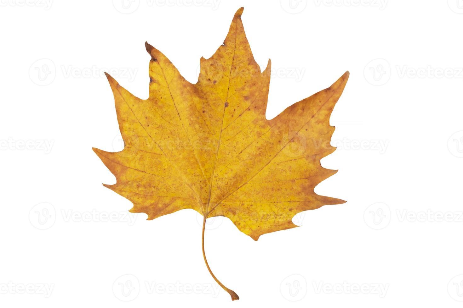 yellow maple leaf isolated on white photo