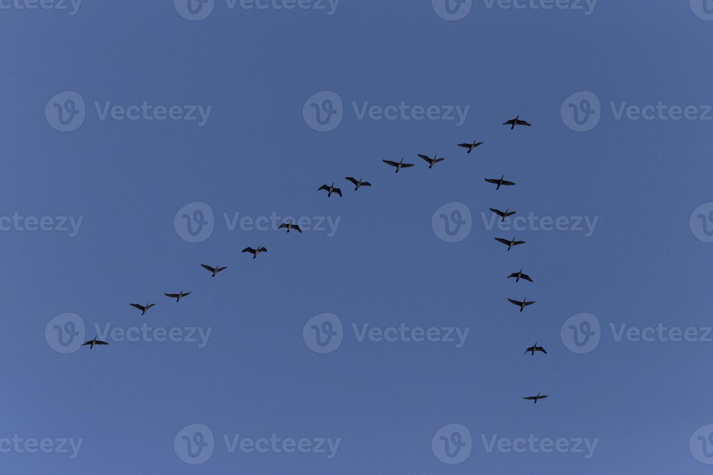 flock of birds flying in a clear blue sky photo