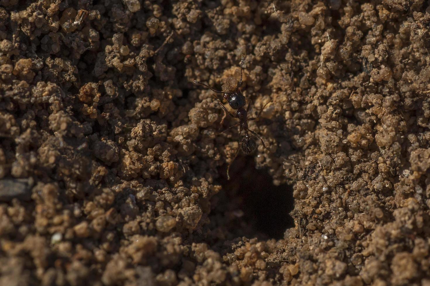 ant carrying grain of sand at ant hill photo