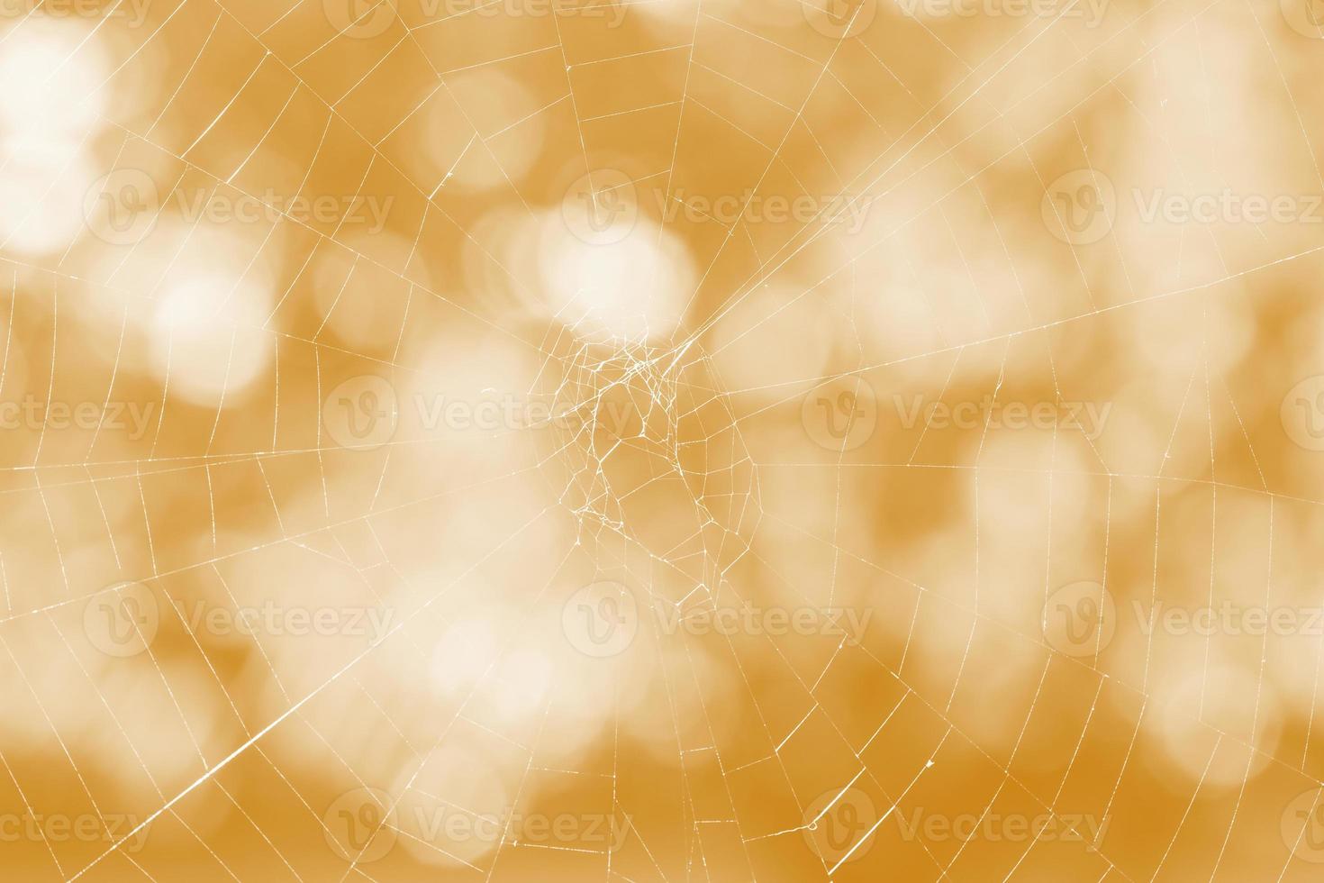 close up of cobweb against bokeh circles photo