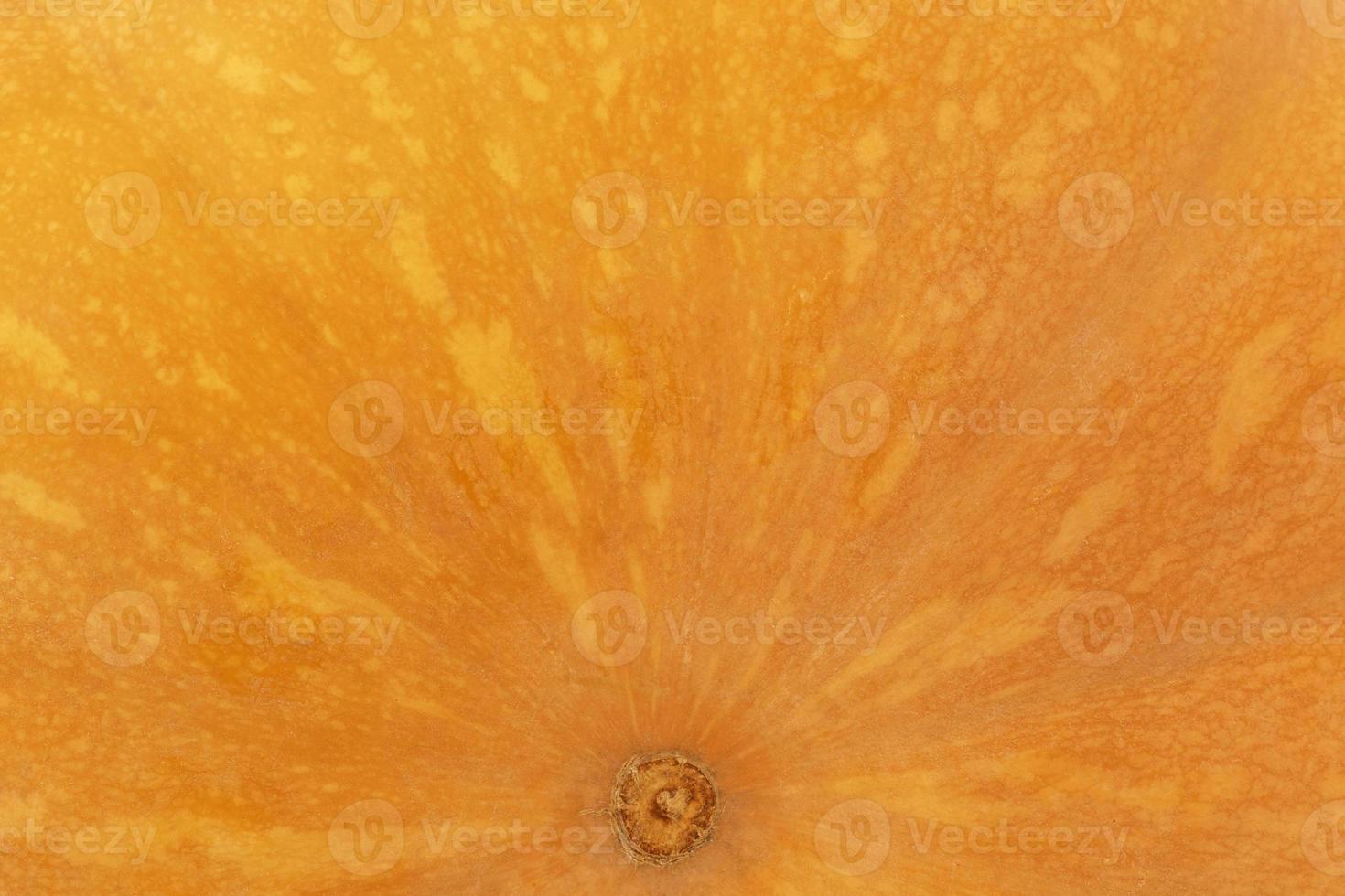 close up of bright orange ripe pumpkin photo
