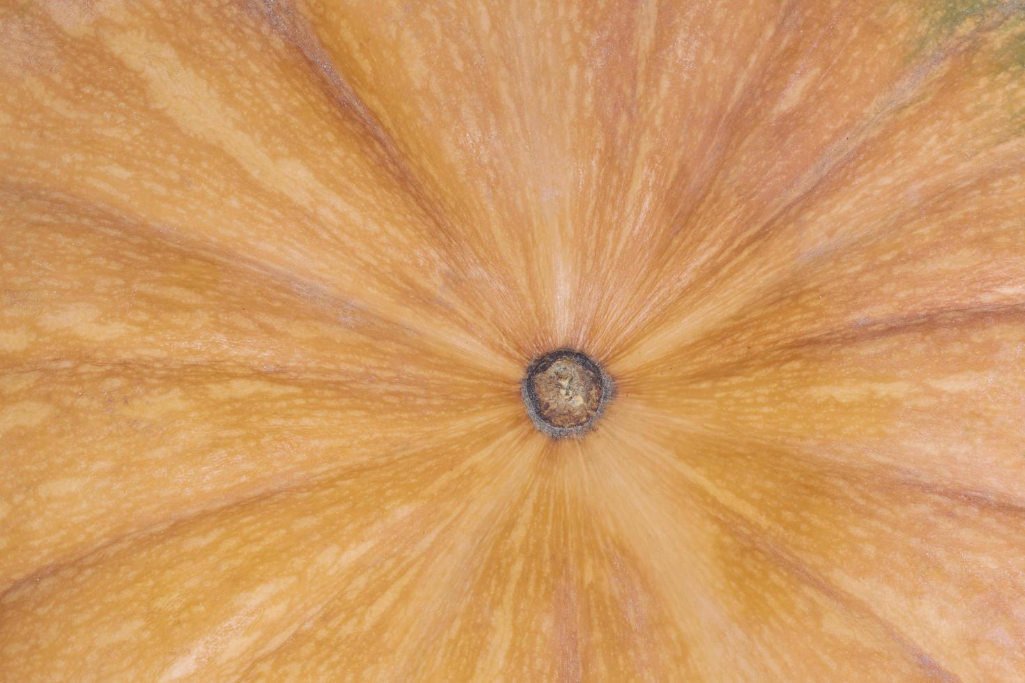 close up of ripe orange pumpkin texture photo