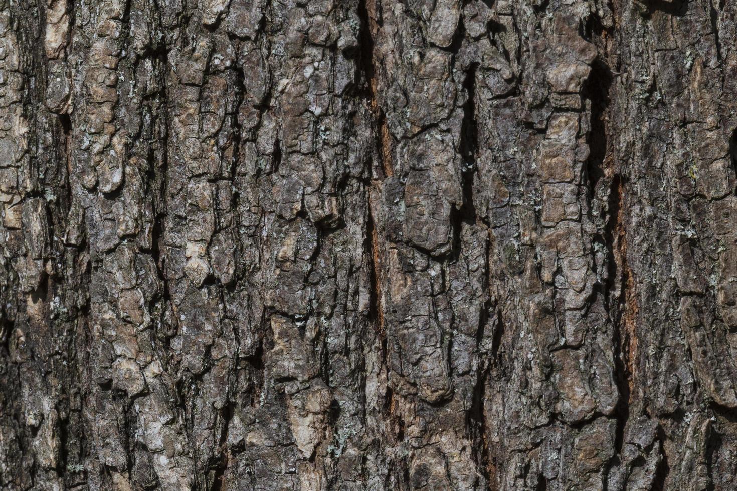 grey bark of tree texture photo