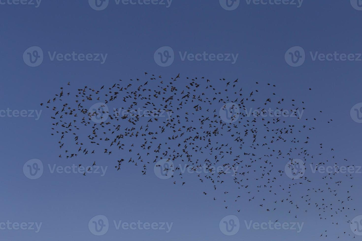 big flock of starlings flying in a blue sky photo