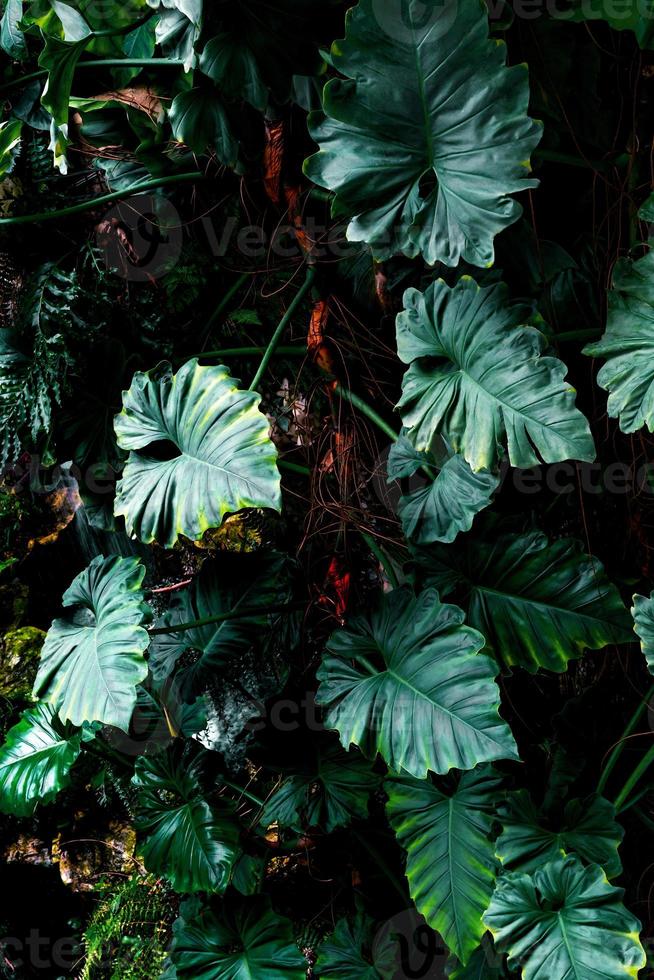 Green leaves pattern of tropical leaf plant in forest photo