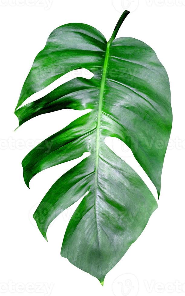 Green leaves pattern,leaf monstera isolated on white background,include clipping path photo