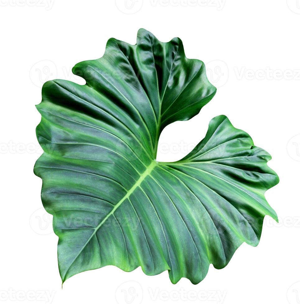Green leaves pattern of tropical leaf plant isolated on white background,include clipping path photo